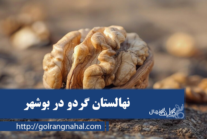 خرید نهال گردو در بوشهر