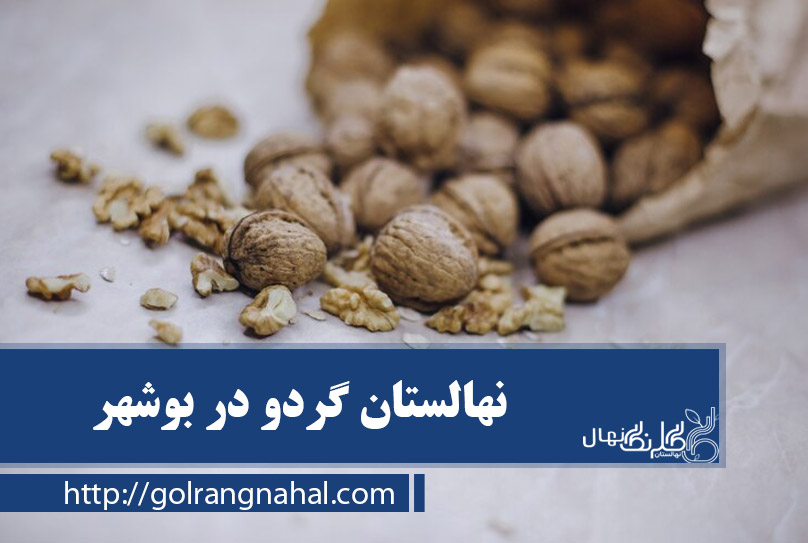 خرید نهال گردو در بوشهر