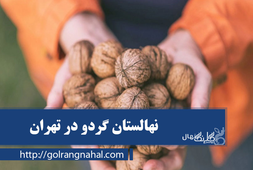 خرید نهال گردو در تهران 