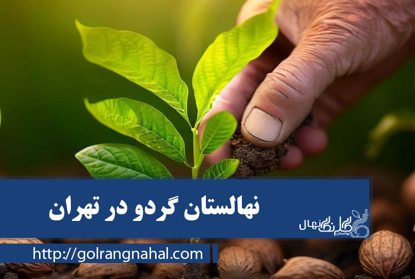 خرید نهال گردو در تهران 