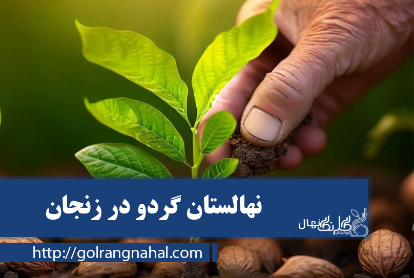 خرید نهال گردو در زنجان