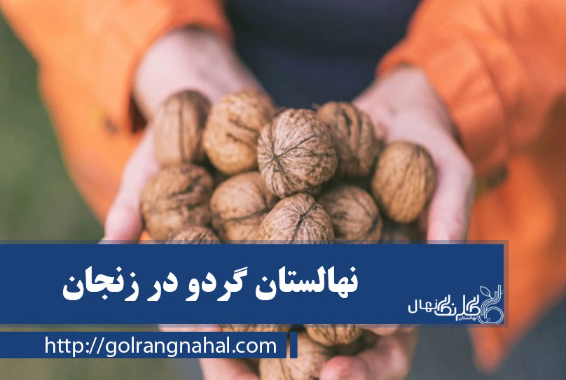 خرید نهال گردو در زنجان