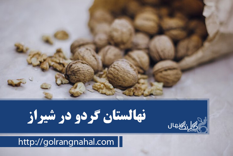 خرید نهال گردو در شیراز