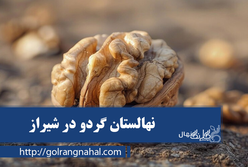 خرید نهال گردو در شیراز