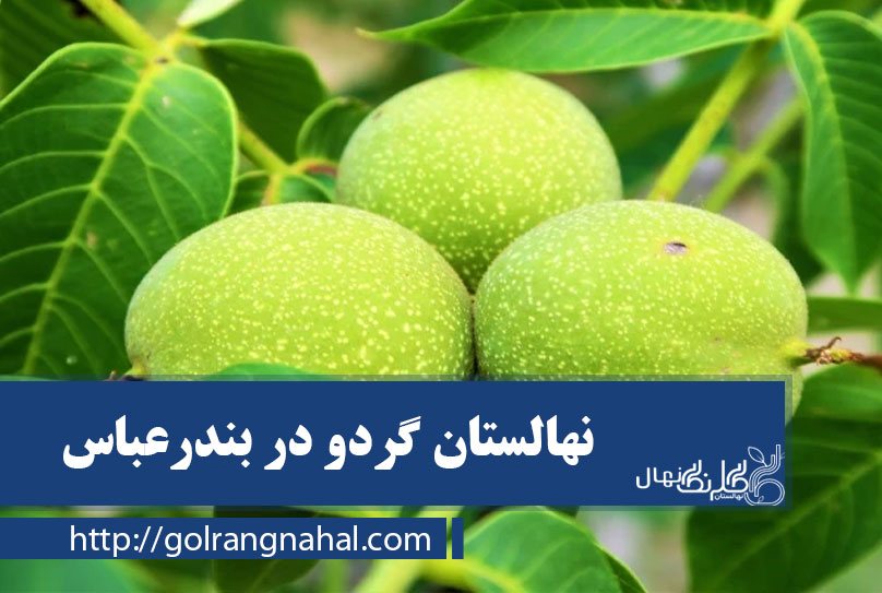 نهال گردو در بندرعباس