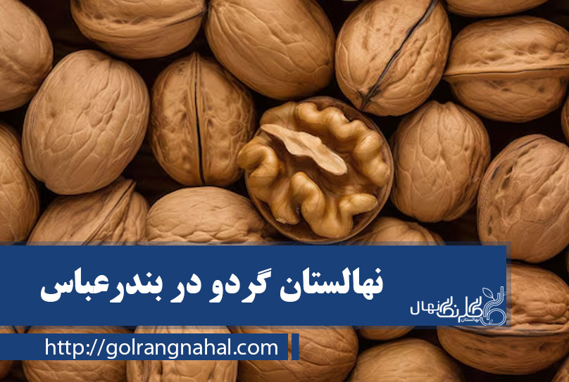خرید بهترین نهال گردو در بندرعباس 