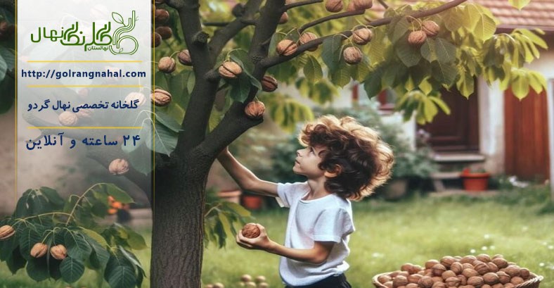 حجامت درخت گردو