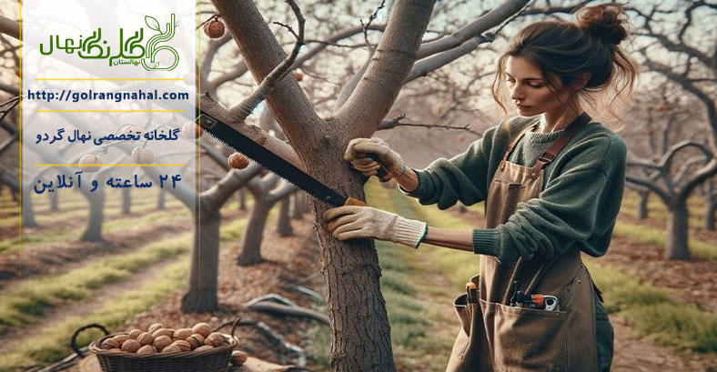 حجامت درخت گردو