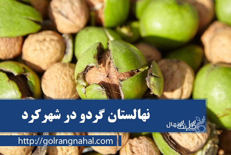 خرید نهال گردو در شهرکرد