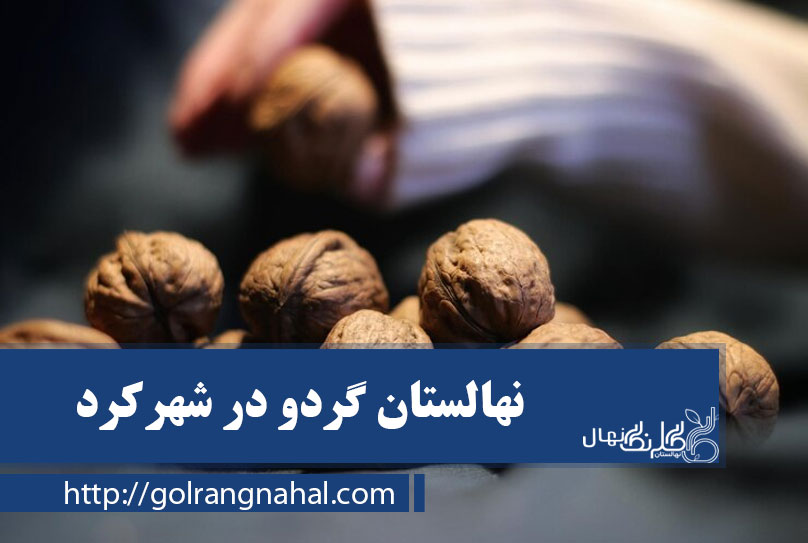 خرید نهال گردو در شهرکرد