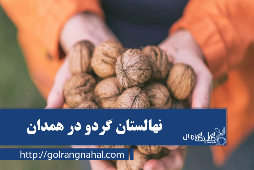 خرید نهال گردو در همدان