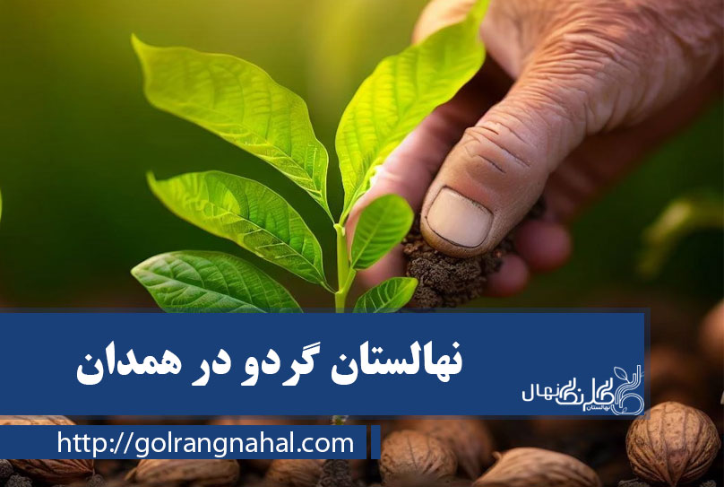 خرید نهال گردو در همدان
