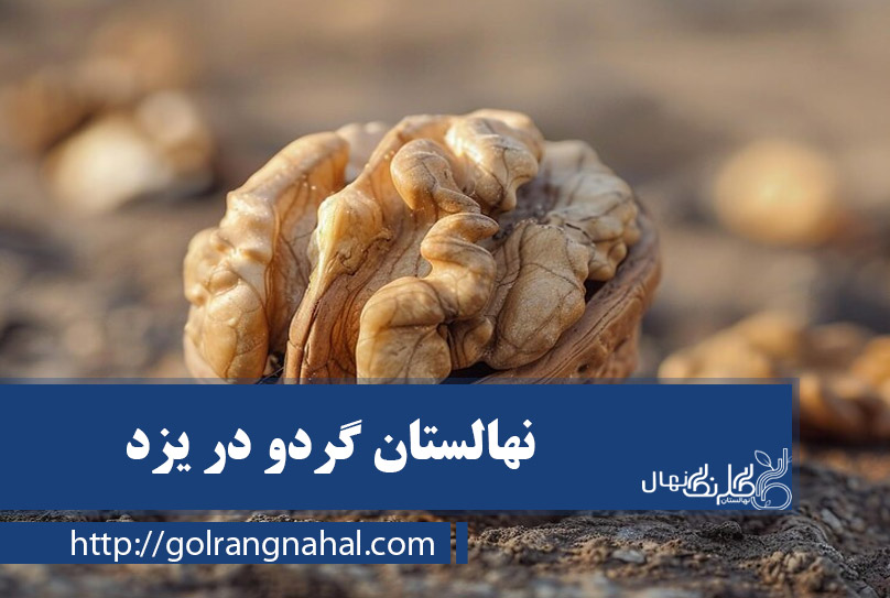 خرید نهال گردو در یزد