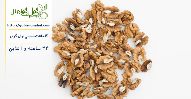 خواص گردو برای مغز انسان