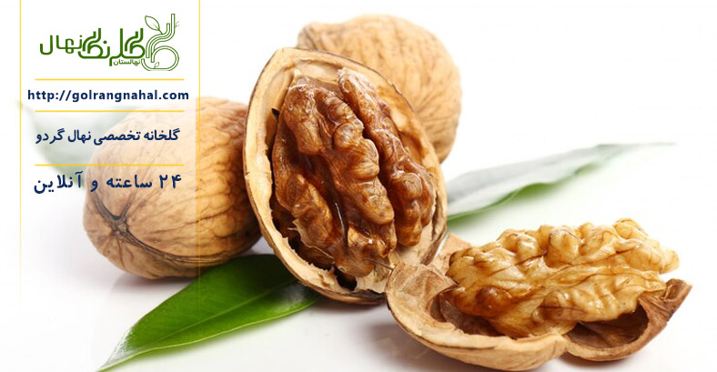 خواص گردو برای مغز انسان