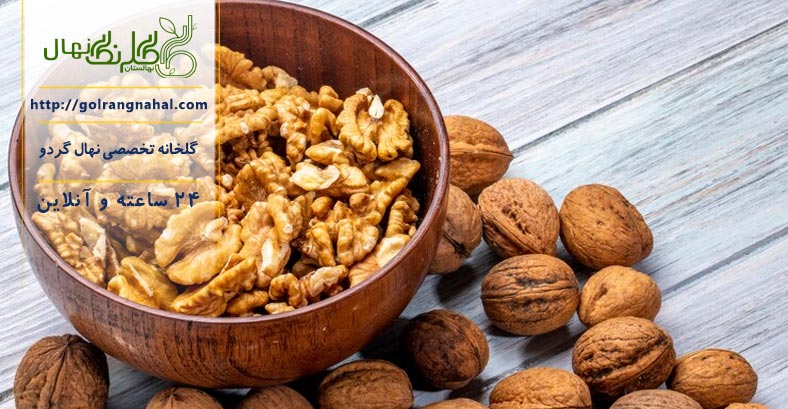 خواص گردو برای مغز انسان