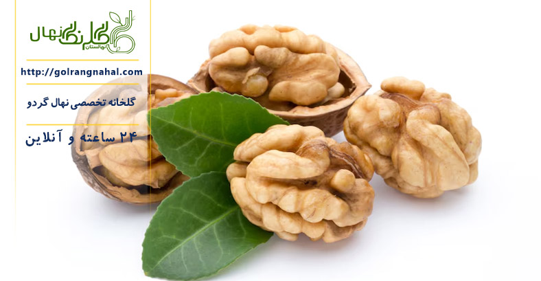خواص گردو برای مغز انسان