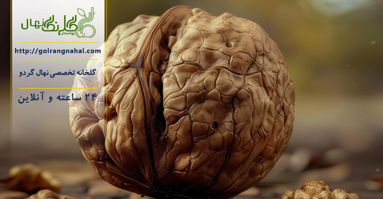 رازهای پربار کردن درخت گردو