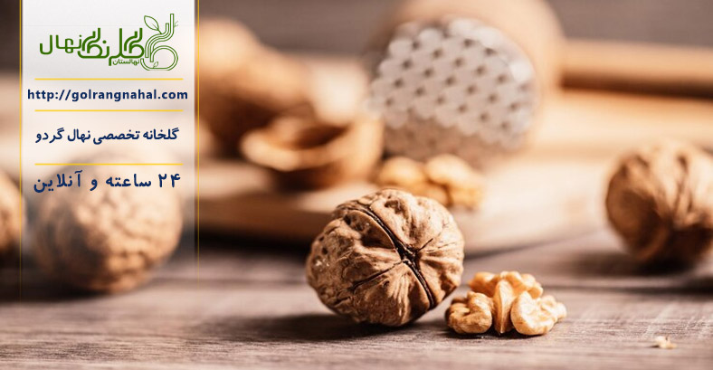 رازهای پربار کردن درخت گردو