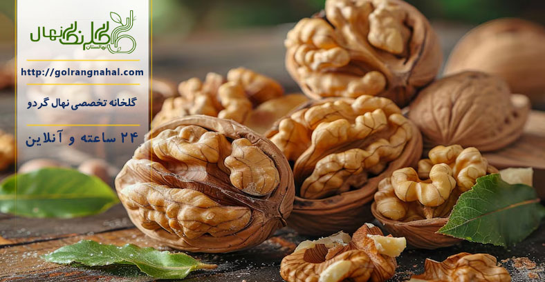 رازهای پربار کردن درخت گردو