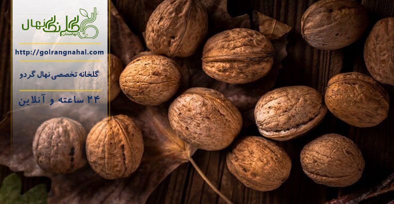 معرفی بهترین نهال گردو برای مناطق گرمسیر