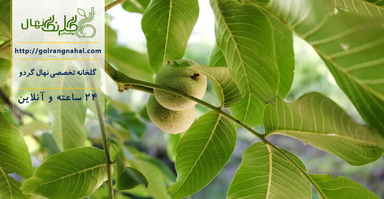 معرفی بهترین نهال گردو برای مناطق گرمسیر