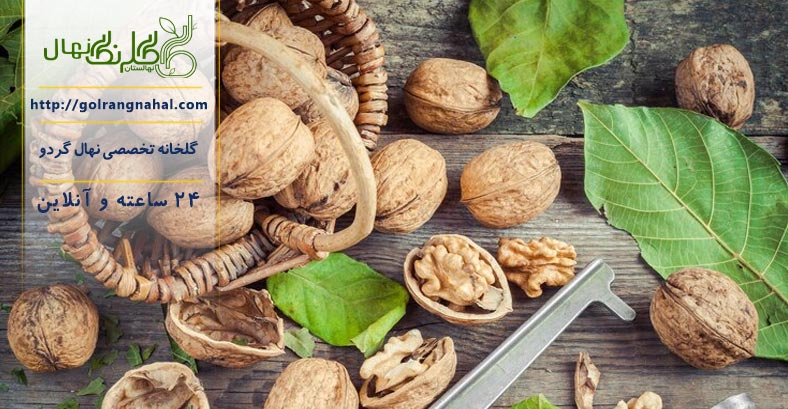 معرفی بهترین نهال گردو برای مناطق گرمسیر