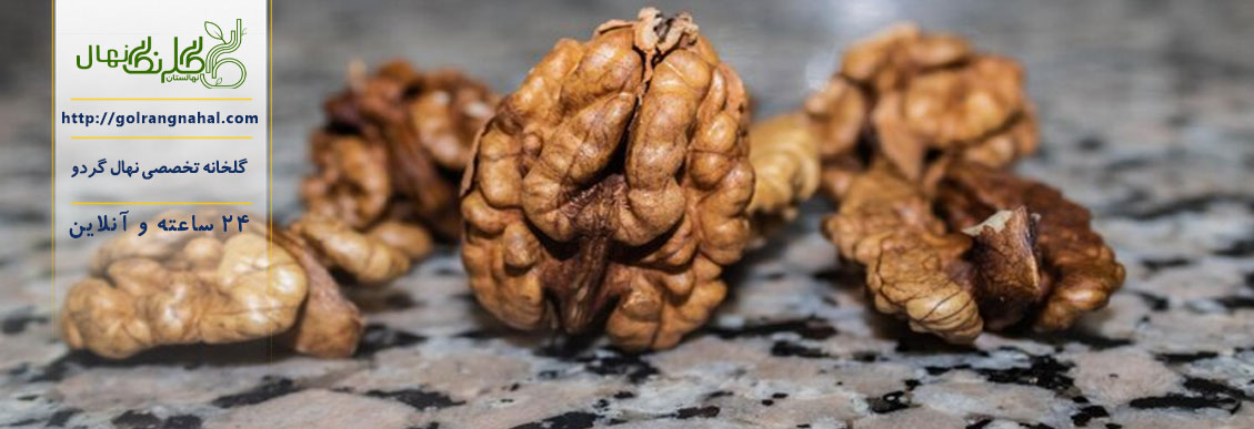 نهال گردو فرنور پیوندی