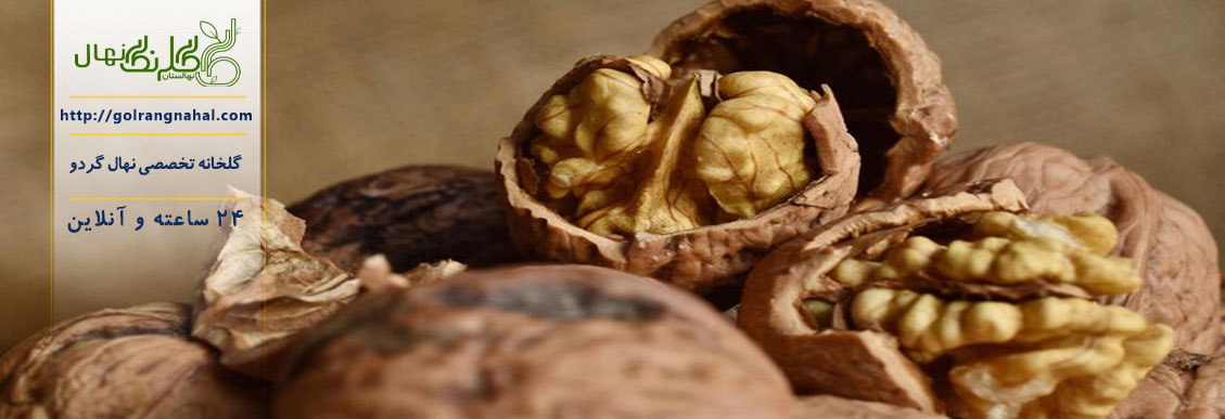 نهال گردو فرنور پیوندی