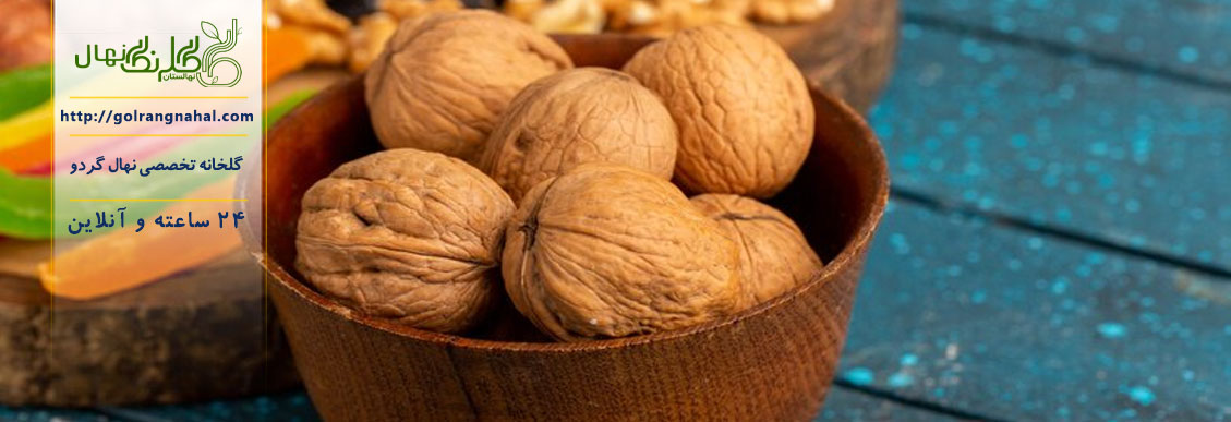 نهال گردو فرنور پیوندی