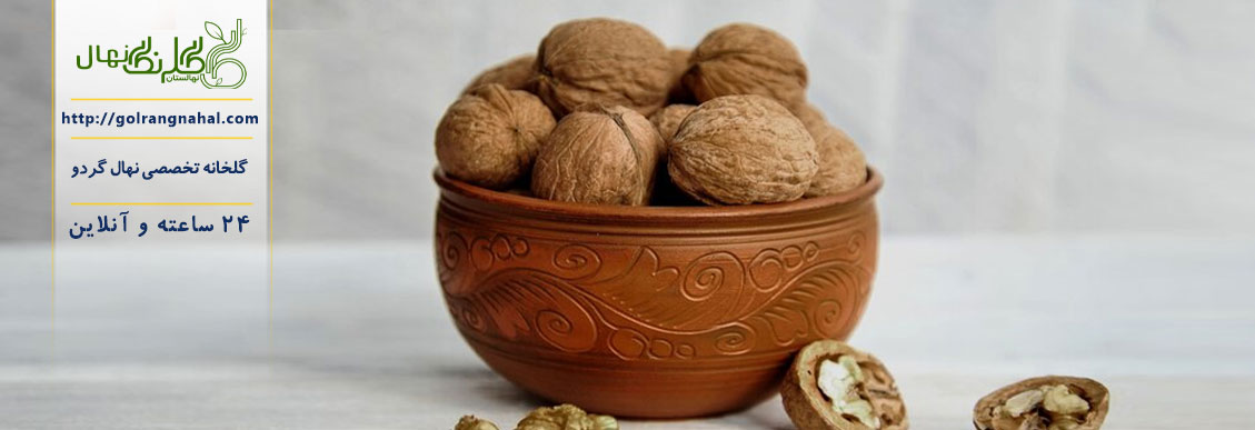 نهال گردو فرنور پیوندی