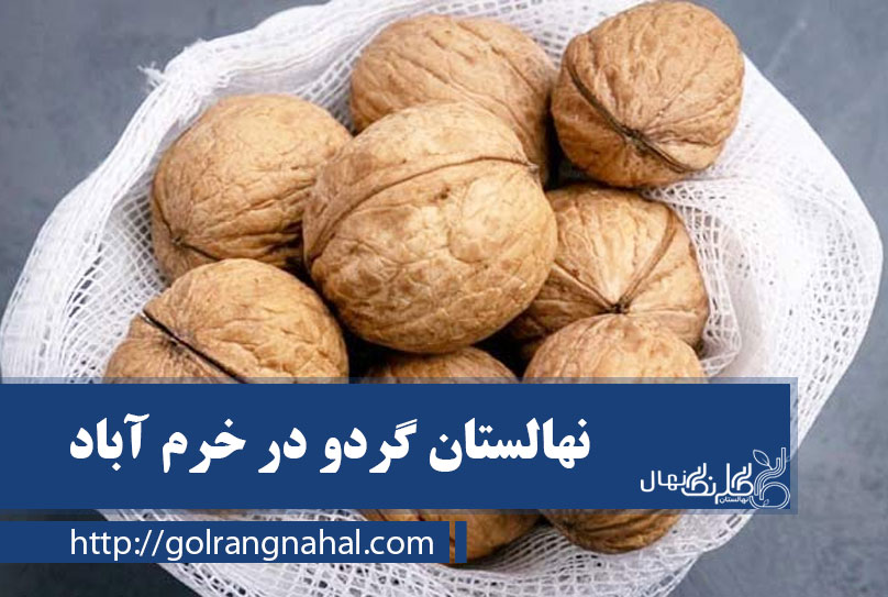 خرید بهترین نهال گردو در خرم آباد 