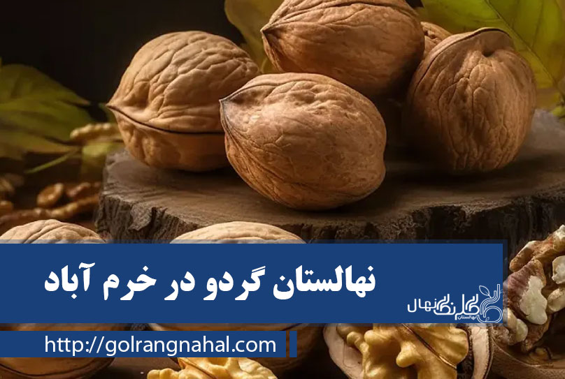 نهال گردو در خرم آباد 