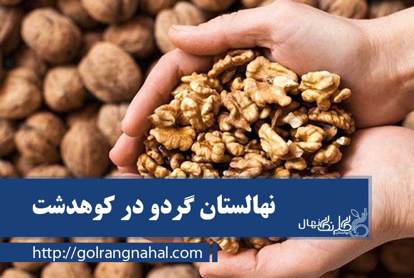 خرید بهترین نهال گردو در کوهدشت 