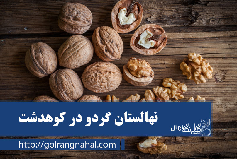 نهال گردو در کوهدشت  