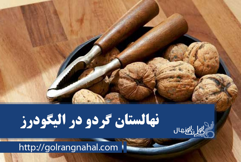 نهال گردو در الیگودرز 