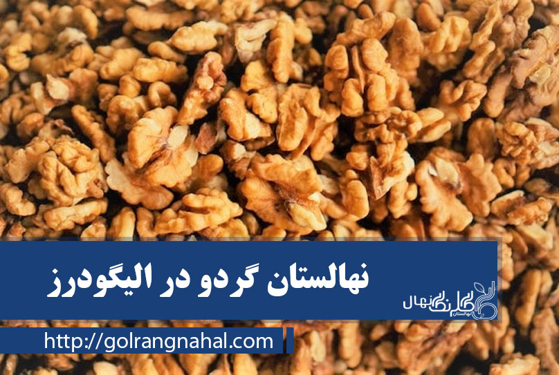 خرید بهترین نهال گردو در الیگودرز 