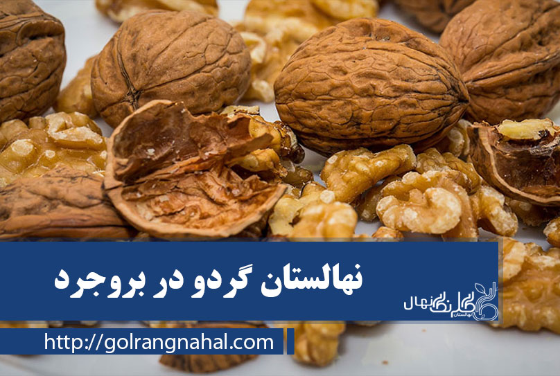 نهال گردو در بروجرد 