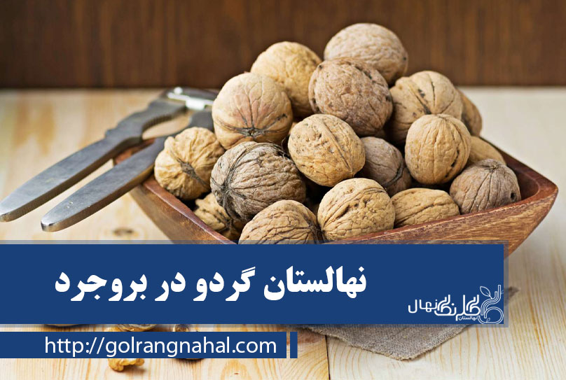خرید بهترین نهال گردو در بروجرد 