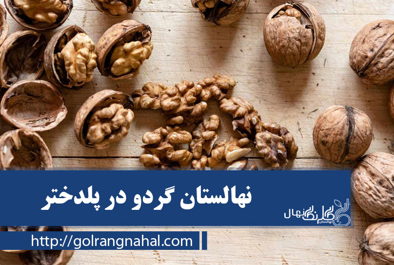 خرید بهترین نهال گردو در پلدختر 