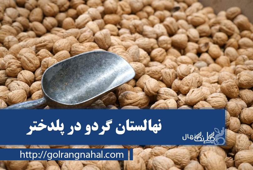 نهال گردو در پلدختر 